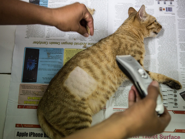Virginia police look for person snatching, shaving neighborhood cats