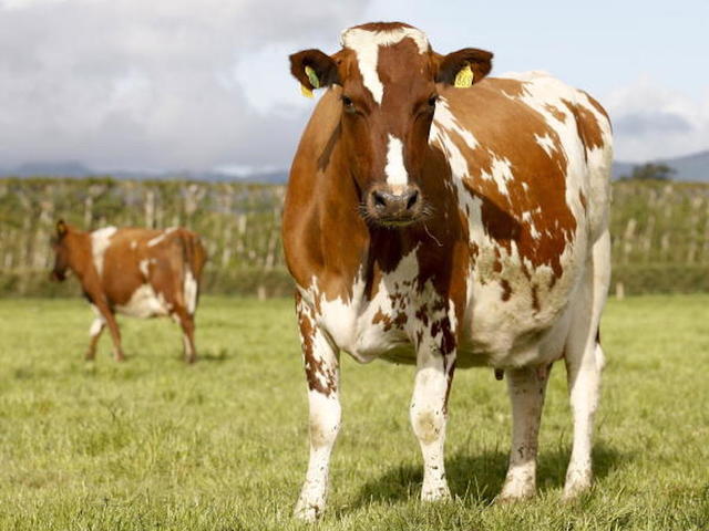 Significant portion of Americans think chocolate milk comes from brown cows, survey says