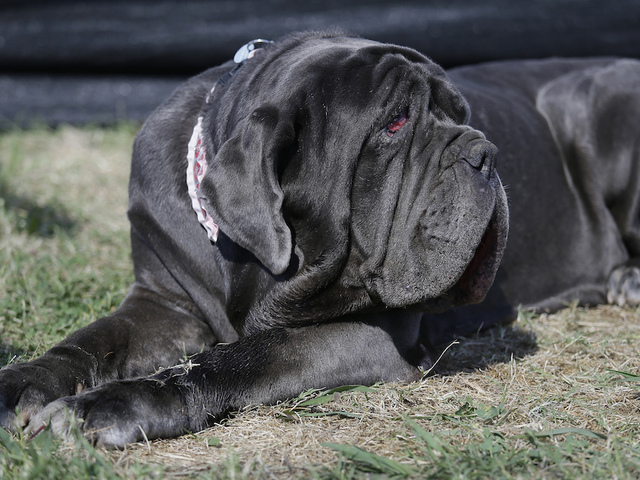 Meet Martha: 3-year-old mastiff named 'World's Ugliest Dog'