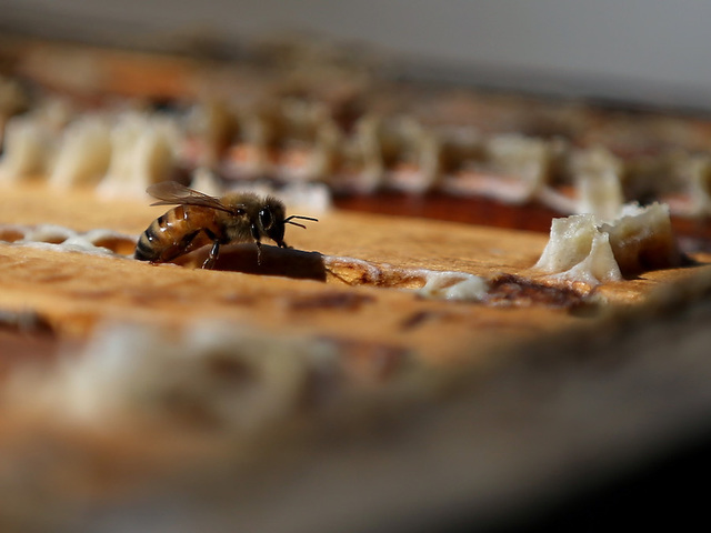 Bee, wasp venom shortage could be dangerous for those with allergies