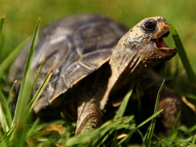 Missing 115-year-old tortoise returned to New Mexico owner