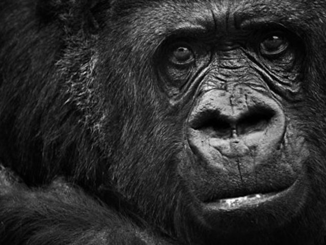 Constipated gorilla in Kansas zoo recovering after surgery