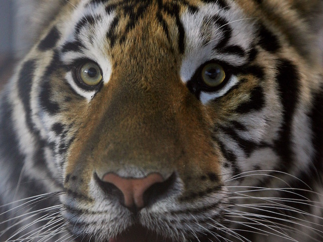 Tiger at center of controversial truck stop attraction dies