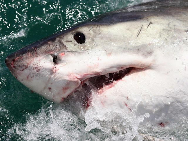 What to do if a shark attacks at San Diego County beaches