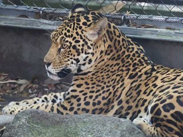 Jaguar escapes enclosure at Audubon Zoo in New Orleans and kills 4 alpacas, an emu and a fox
