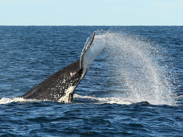 Humpback whale tangled in shark net freed off Australia's Gold Coast