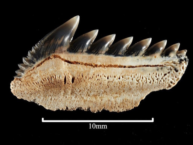 Man stumbles upon rare 25-million-year-old teeth of mega-toothed shark