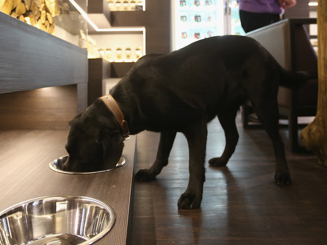 Two types of dry dog food recalled after reports of vitamin D toxicity