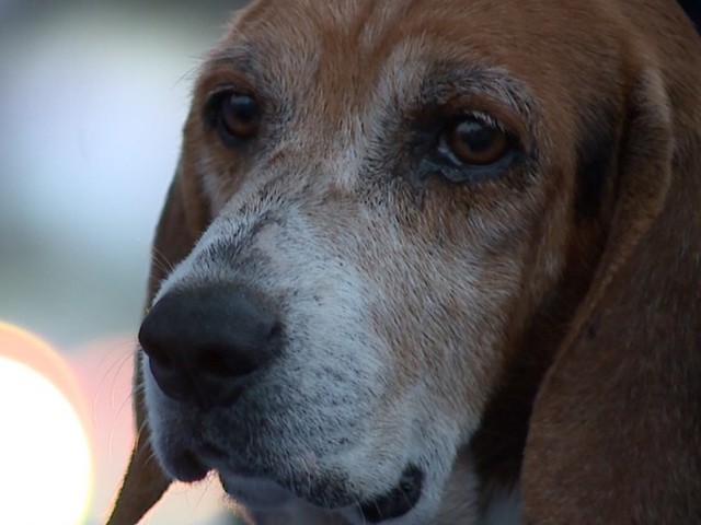 Florida dog fighting for his life after getting shot and stabbed